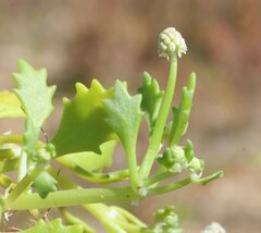 Hydrocotyle glochidiata