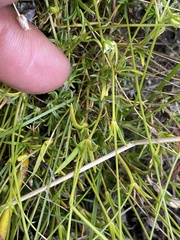 Sabulina dawsonensis