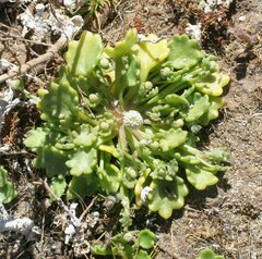 Hydrocotyle glochidiata
