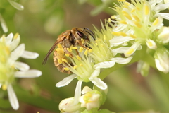 Halictus subauratus