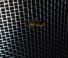 Epicallima formosella