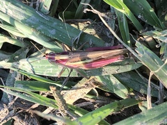 Aiolopus thalassinus tamulus