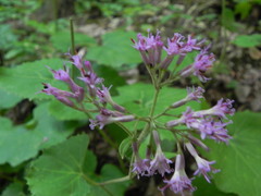 Adenostyles australis