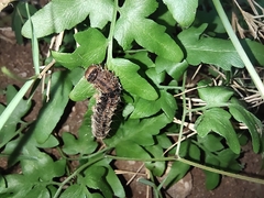 Asota