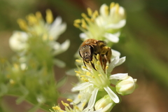 Halictus subauratus