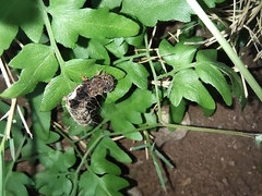 Asota
