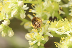 Halictus subauratus