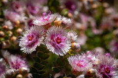 Verticordia oculata