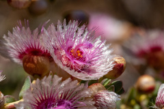 Verticordia oculata