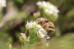 Halictus subauratus