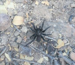 Amblyocarenum walckenaeri