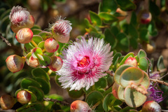 Verticordia oculata