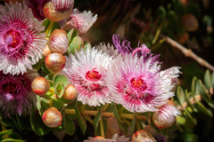 Verticordia oculata