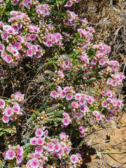 Verticordia oculata