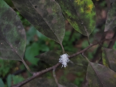 Cryptolaemus montrouzieri