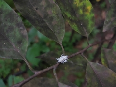 Cryptolaemus montrouzieri