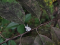 Cryptolaemus montrouzieri