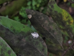 Cryptolaemus montrouzieri