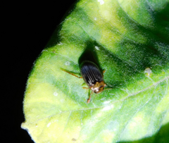 Hygrotus parallellogrammus