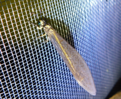Myrmecaelurus