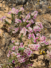 Verticordia oculata