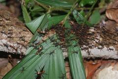 Eciton burchellii