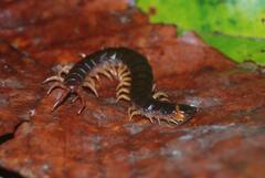 Scolopendra hermosa