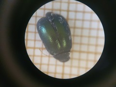 Barombiella violacea