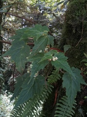 Begonia gemmipara