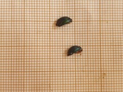 Barombiella violacea