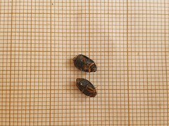 Barombiella violacea