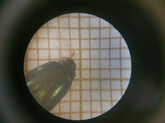 Barombiella violacea