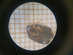 Barombiella violacea