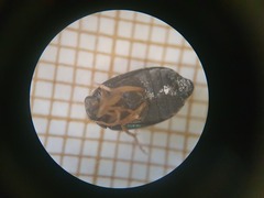 Barombiella violacea