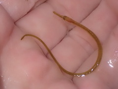 Syngnathus rostellatus