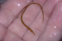 Syngnathus rostellatus