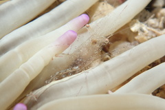 Periclimenes scriptus