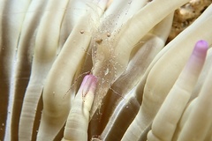 Periclimenes scriptus