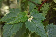 Begonia gemmipara