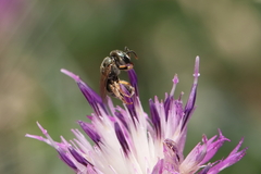 Halictus gemmeus