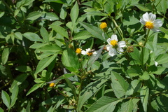 Eristalinus megacephalus