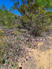 Verticordia oculata
