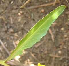 Rorippa