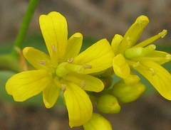 Rorippa