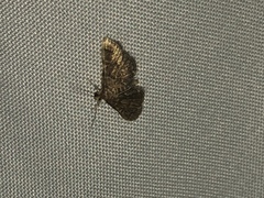 Anageshna primordialis