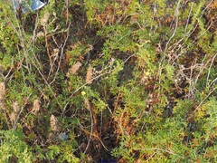 Bellardia trixago