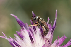 Halictus gemmeus