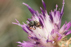 Halictus gemmeus
