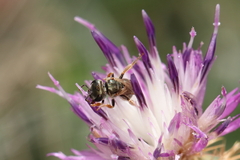 Halictus gemmeus