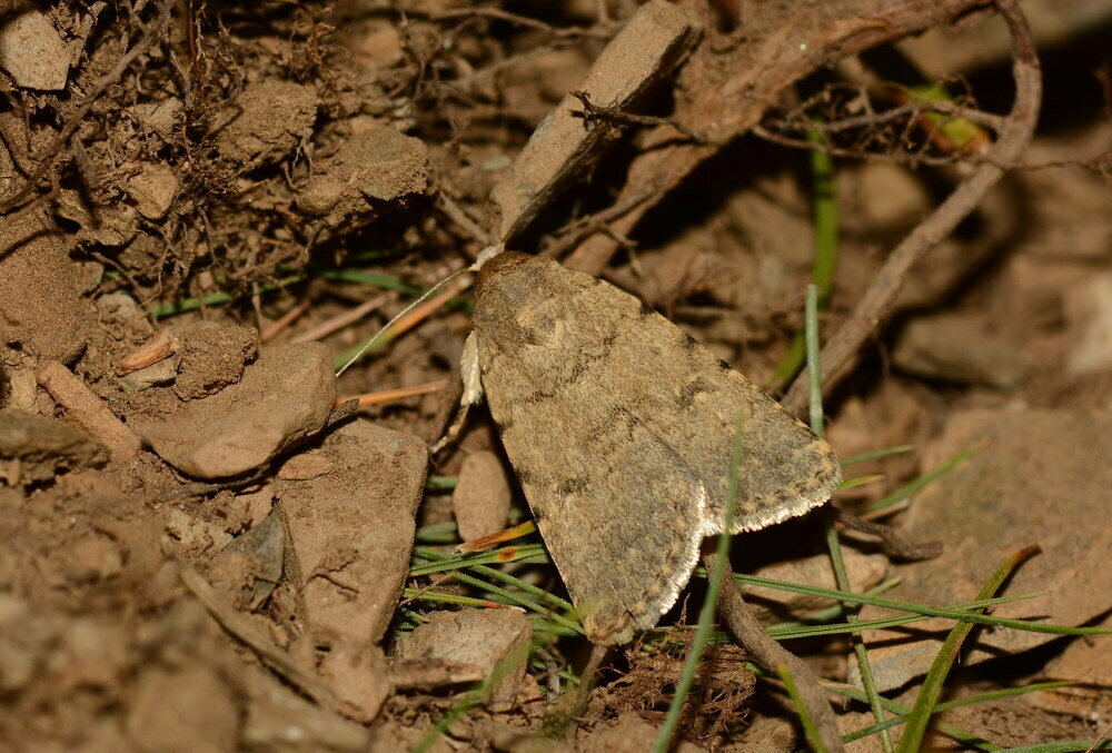 Caradrina agenjoi